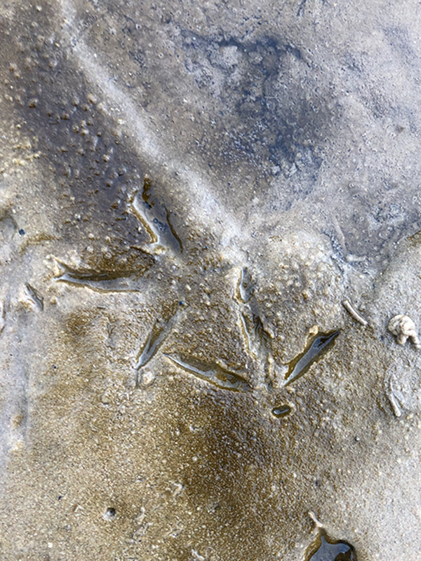 Bird footprints in the wet sand